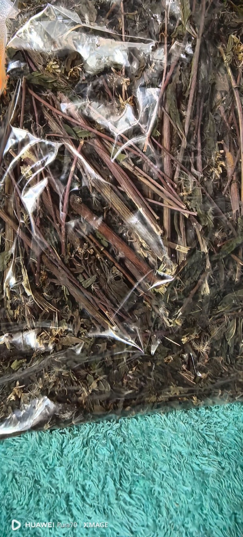 云南野马追今年新货包邮过检