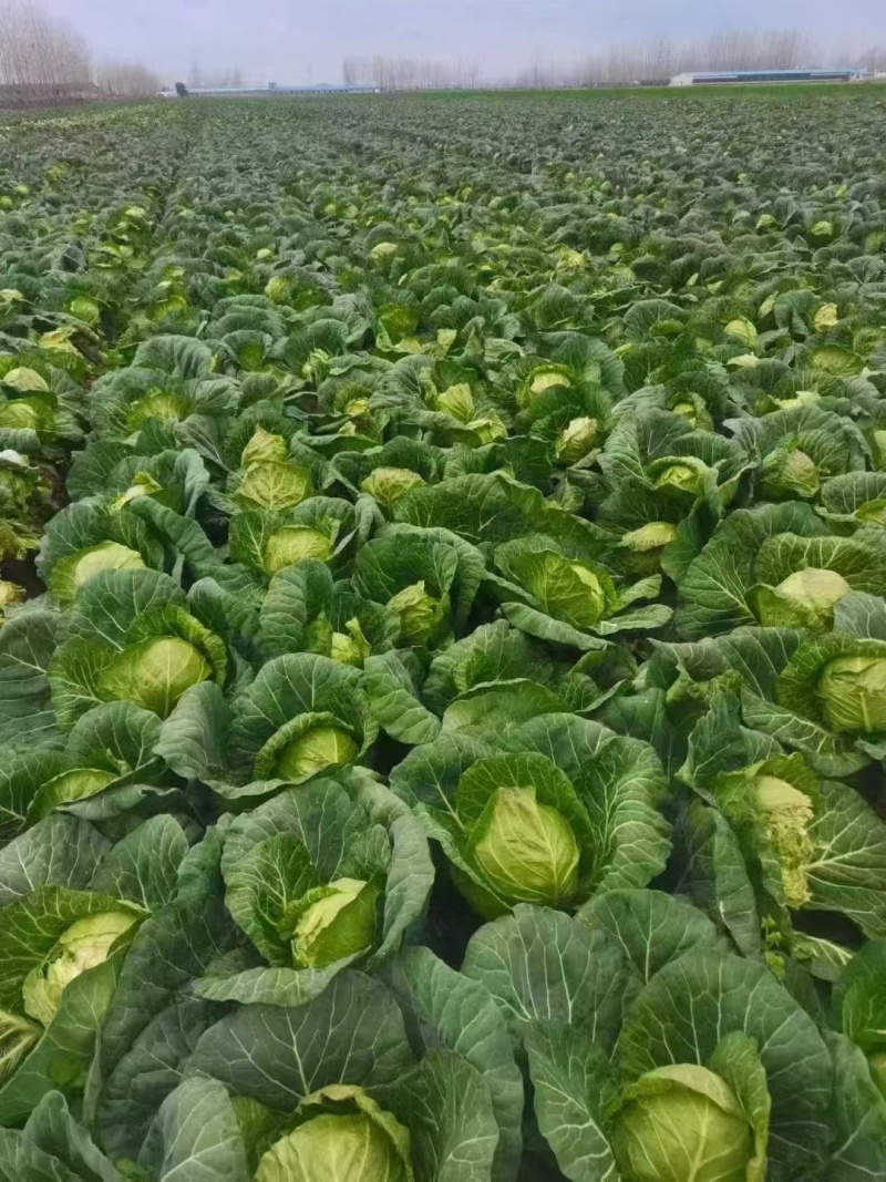 包菜，质量好，菜新鲜，个头大
