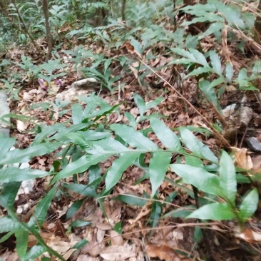 中药材特级骨碎补申姜石姜巴崖姜碎骨补生鲜毛姜干货野生