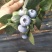 花香蓝莓L25,L11,F6优瑞卡蓝莓品质保证诚信经营