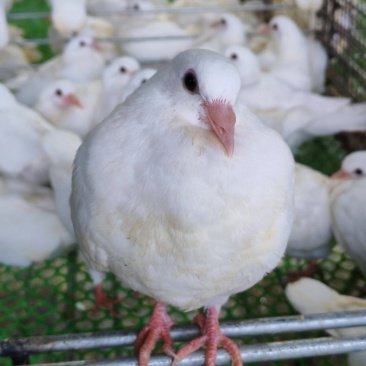 批发白鸽