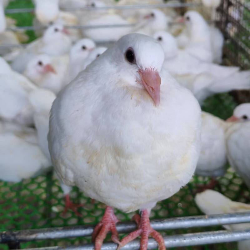 批发白鸽