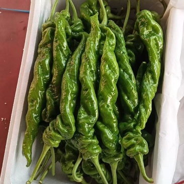 兰陵精品陇椒大量上市了，价格不高，质量很好，发往全国各地