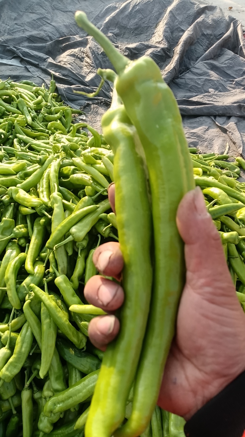 黄皮尖椒