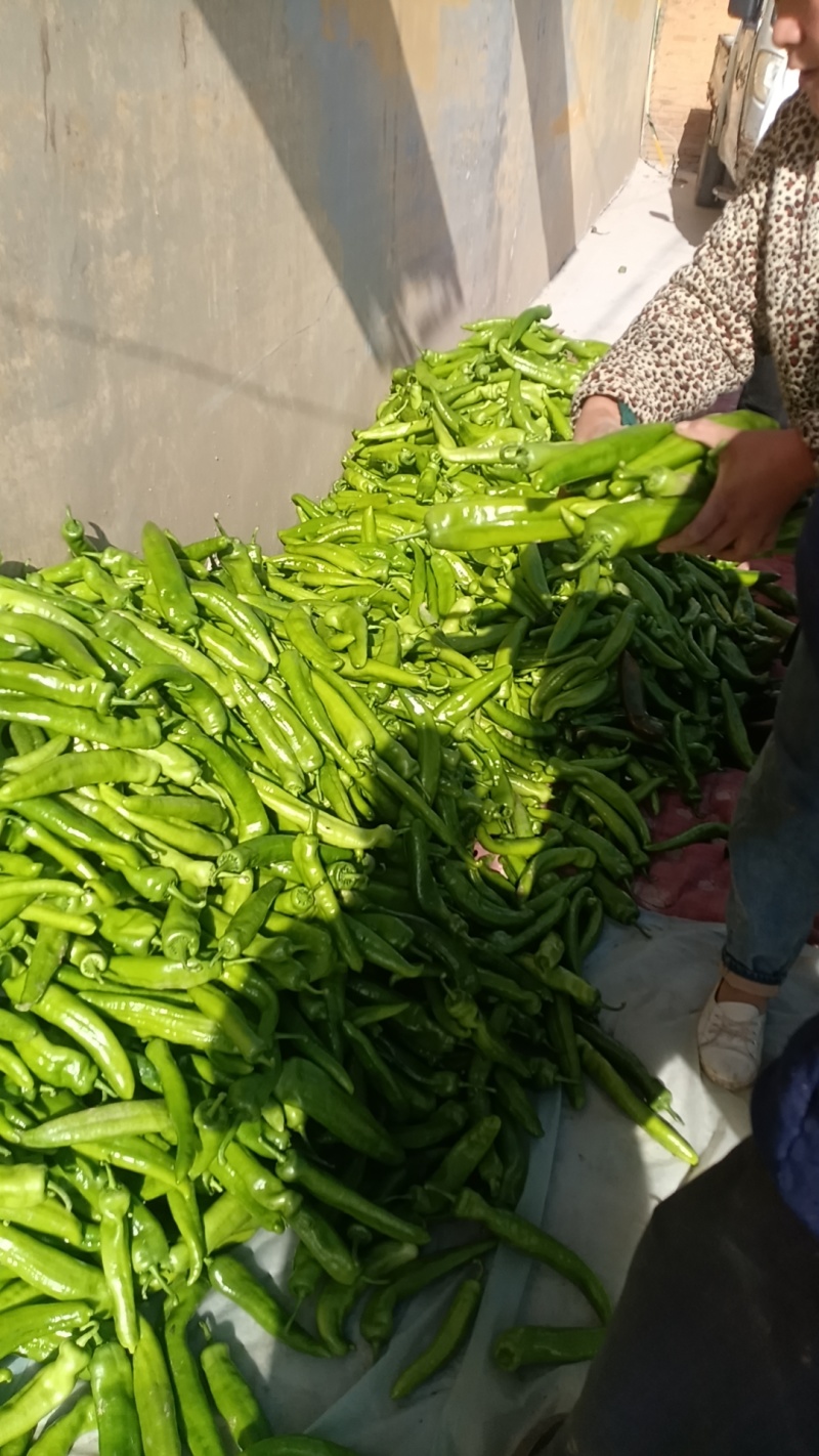 黄皮尖椒
