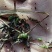 白芨苗大别山紫花三叉白芨苗直播小苗基地供货