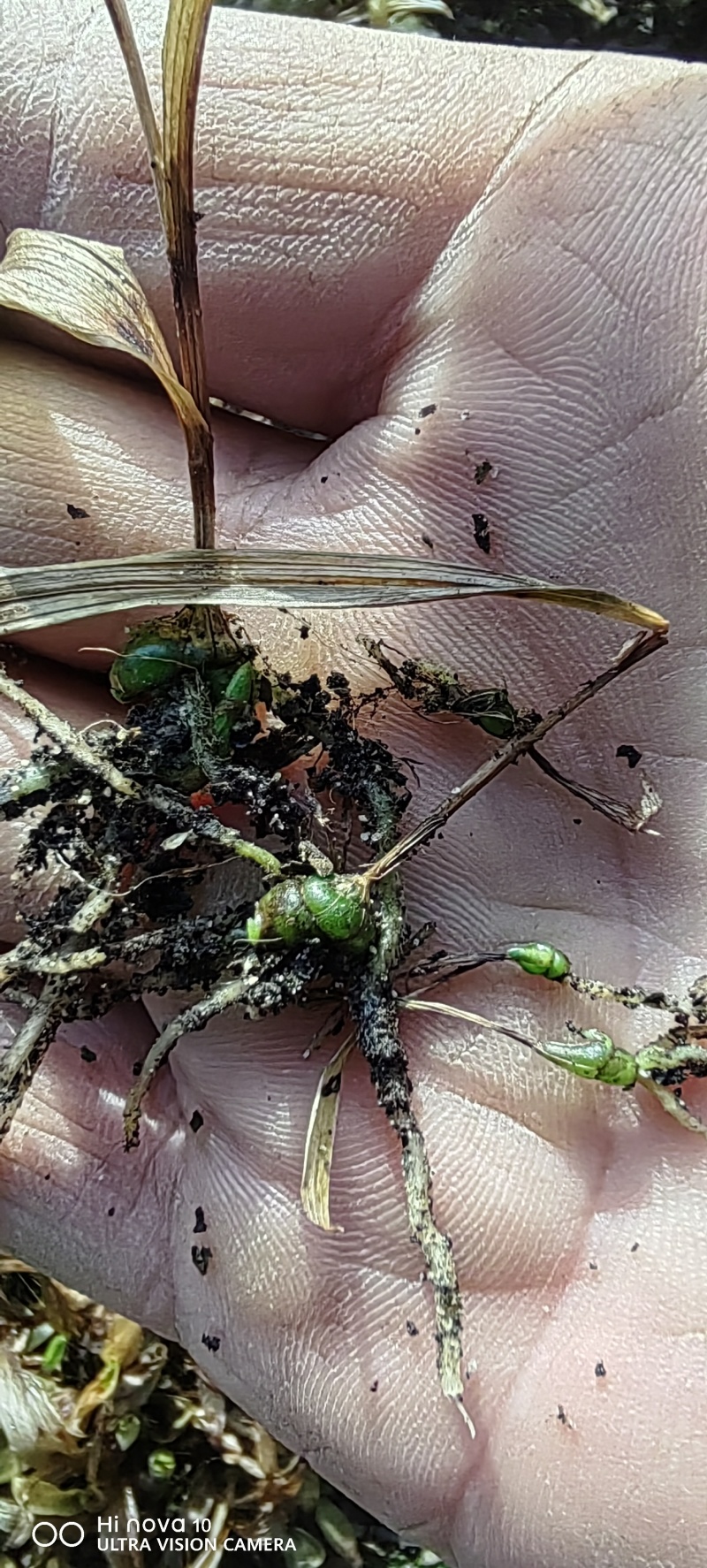 白芨苗大别山紫花三叉白芨苗直播小苗基地供货