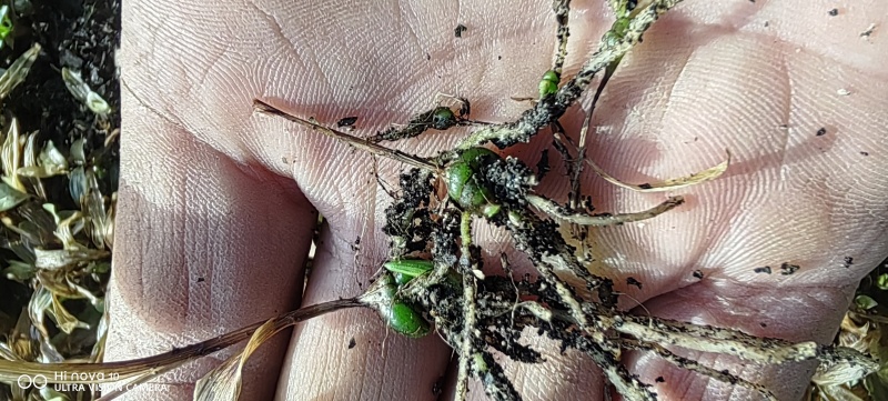 白芨苗大别山紫花三叉白芨苗直播小苗基地供货