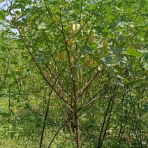 2公分黄花槐基地直发成活率高运输便利