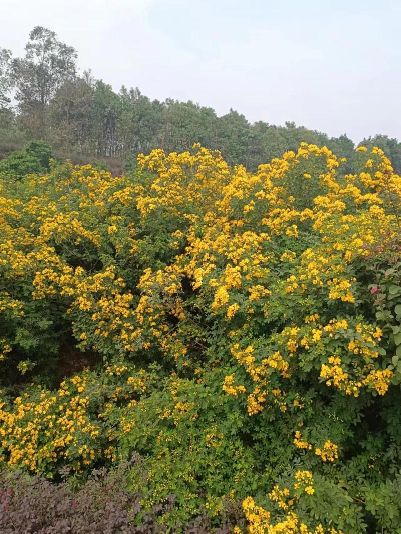 2公分黄花槐基地直发成活率高运输便利