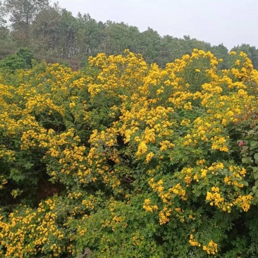 3公分黄花槐基地直发成活率高运输便利