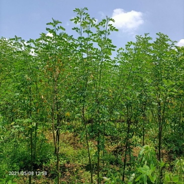 4公分黄花槐基地直发成活率高运输便利