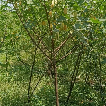 5公分黄花槐基地直发成活率高运输便利