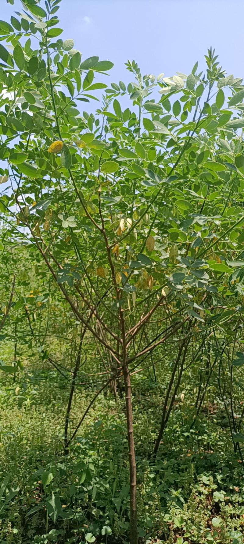 5公分黄花槐基地直发成活率高运输便利
