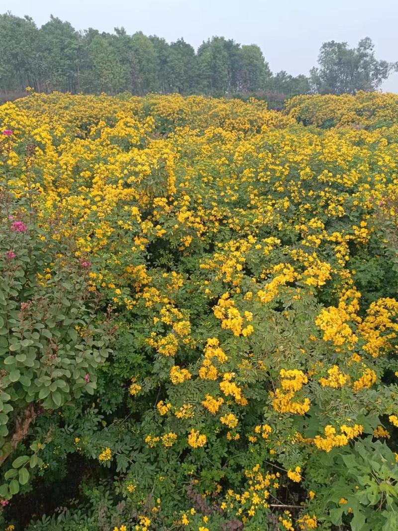 5公分黄花槐基地直发成活率高运输便利