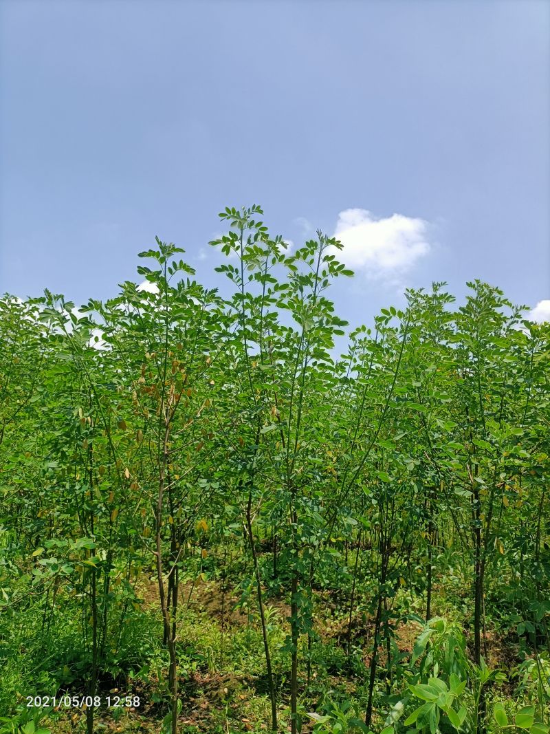 5公分黄花槐基地直发成活率高运输便利