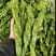 山东螺丝椒产区，暖棚头茬大量上市，货量充足精品市场电商