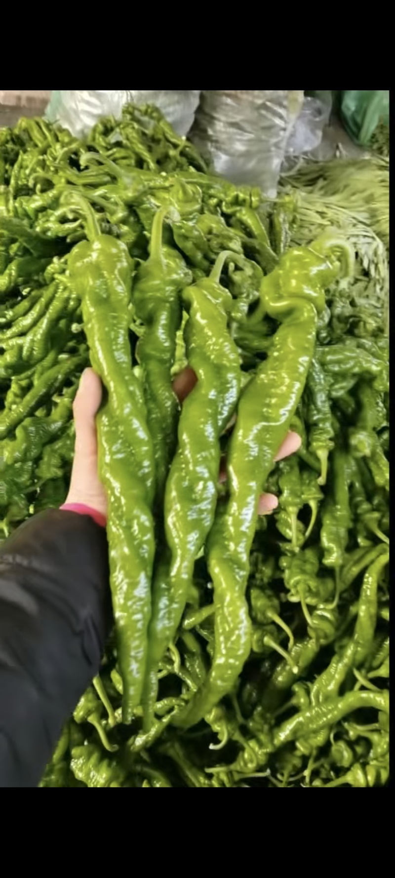 山东螺丝椒产区，暖棚头茬大量上市，货量充足精品市场电商