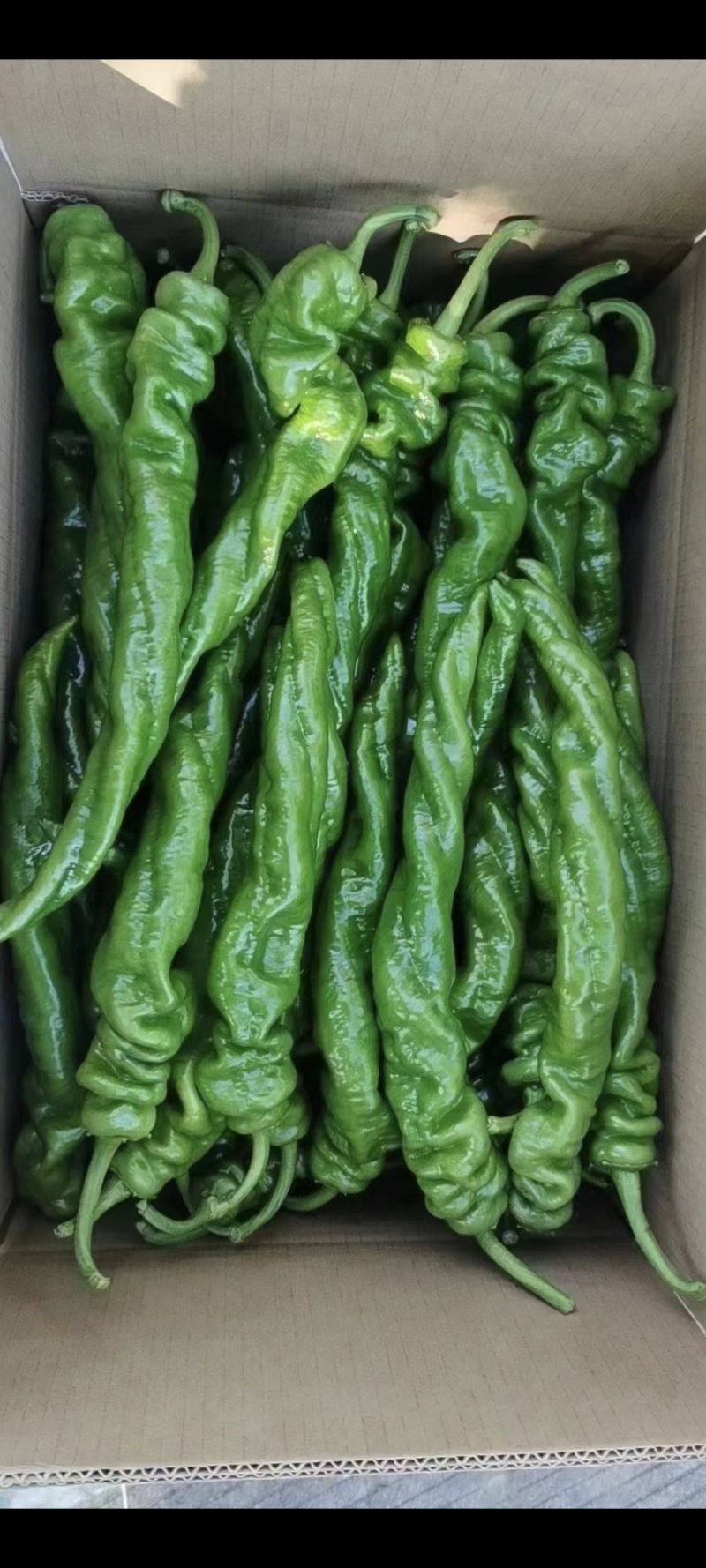 山东螺丝椒产区，暖棚头茬大量上市，货量充足精品市场电商