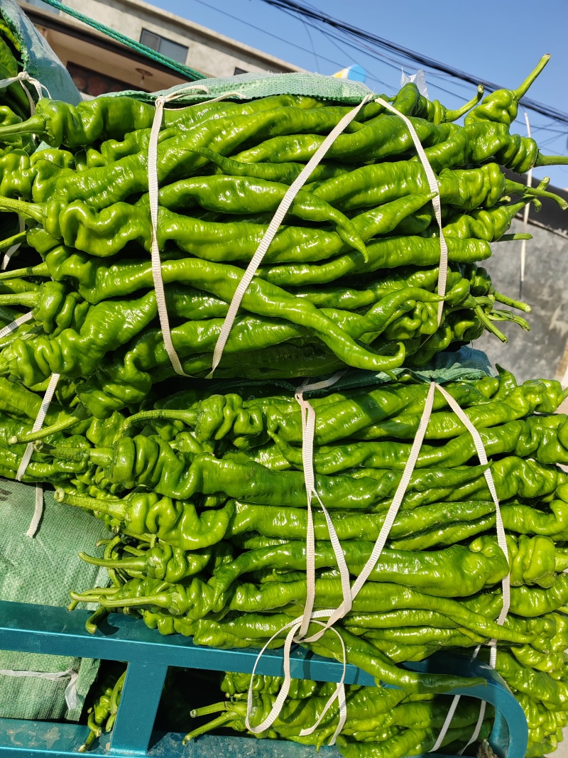 山东螺丝椒产区，暖棚头茬大量上市，货量充足精品市场电商