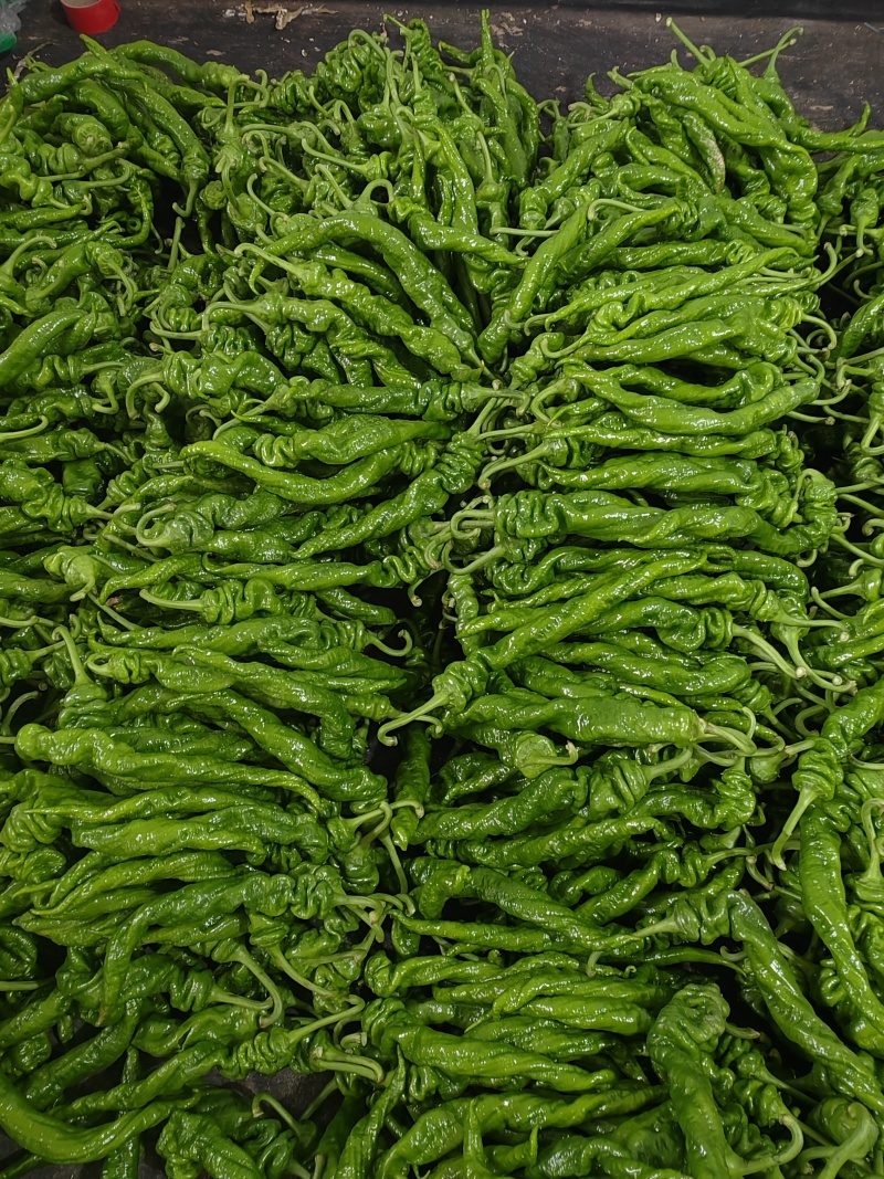 山东螺丝椒产区，暖棚头茬大量上市，货量充足精品市场电商