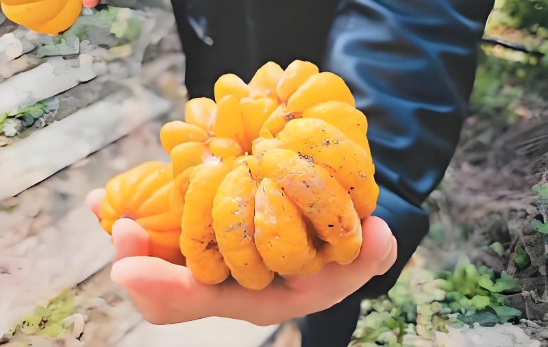 高山佛手柑，名特新农产，鲜果，观赏，苗莆