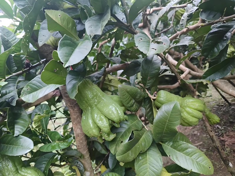 高山佛手柑，名特新农产，鲜果，观赏，苗莆