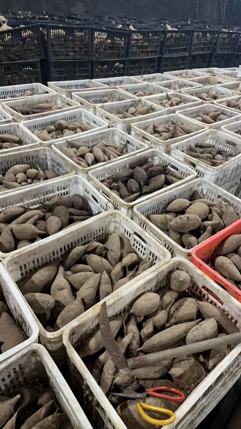 河北紫薯，沙土地种植，大量供应电商，市场，各种规格，