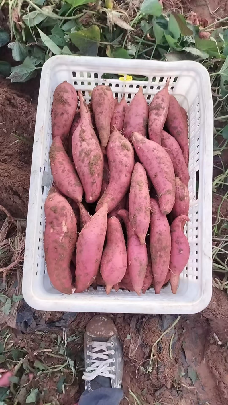 河北紫薯，沙土地种植，大量供应电商，市场，各种规格，
