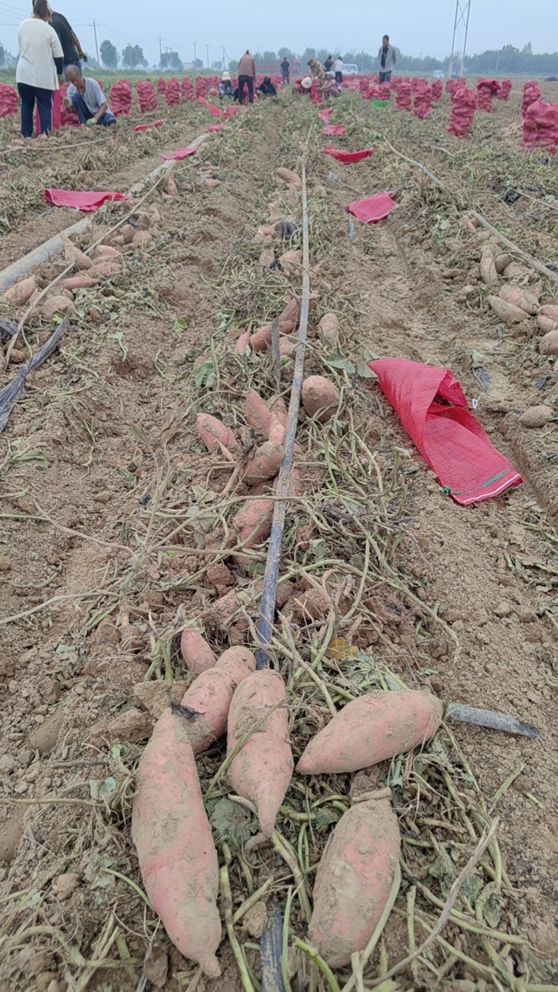 河北紫薯，沙土地种植，大量供应电商，市场，各种规格，