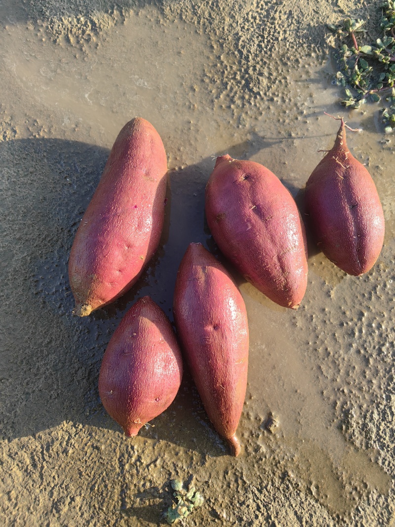 河北紫薯，沙土地种植，大量供应电商，市场，各种规格，