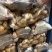 荷兰十五土豆保质保量货源充足价格优惠产地批发