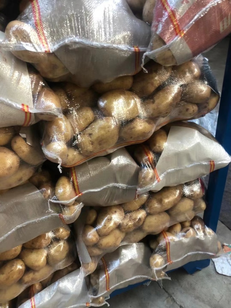 荷兰十五土豆保质保量货源充足价格优惠产地批发