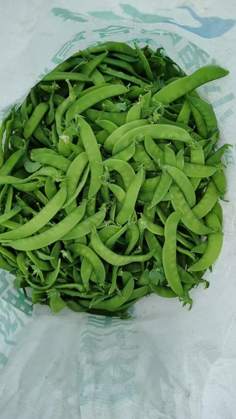 荷兰豆基地直发一手货源对接市场电商商超