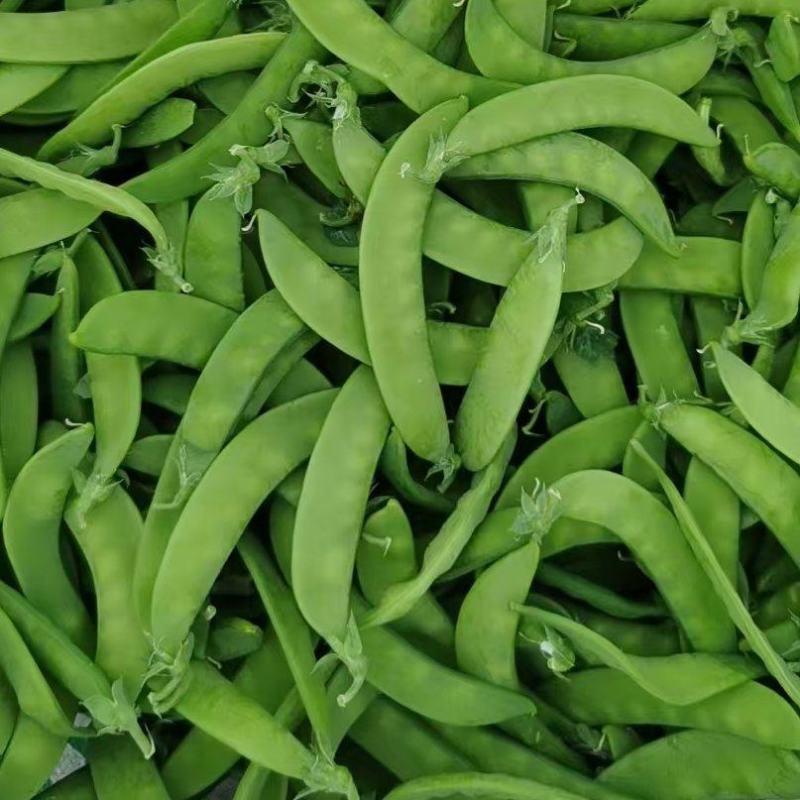 荷兰豆基地直发一手货源对接市场电商商超