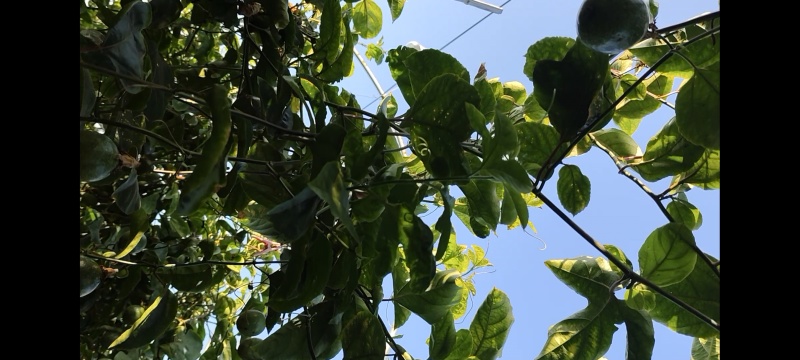 香甜可口钦蜜9号百香果有现货需要的联系