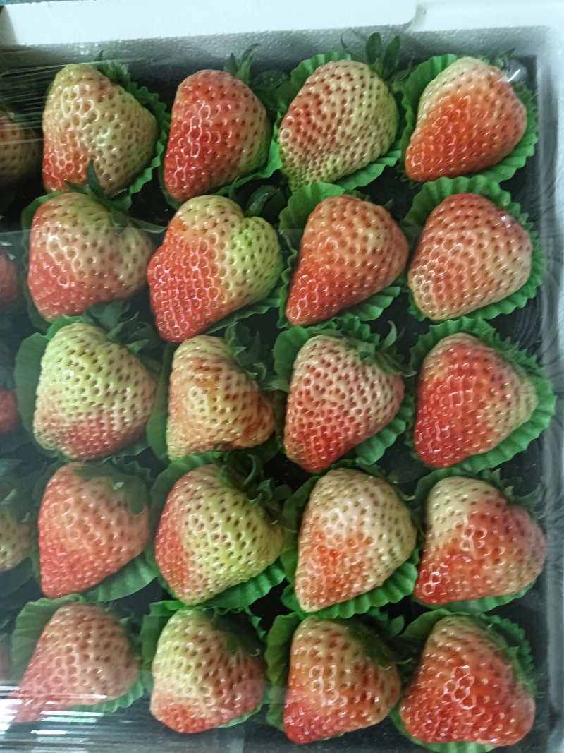 安徽草莓/大量供应/红颜草莓/欢迎来电咨询