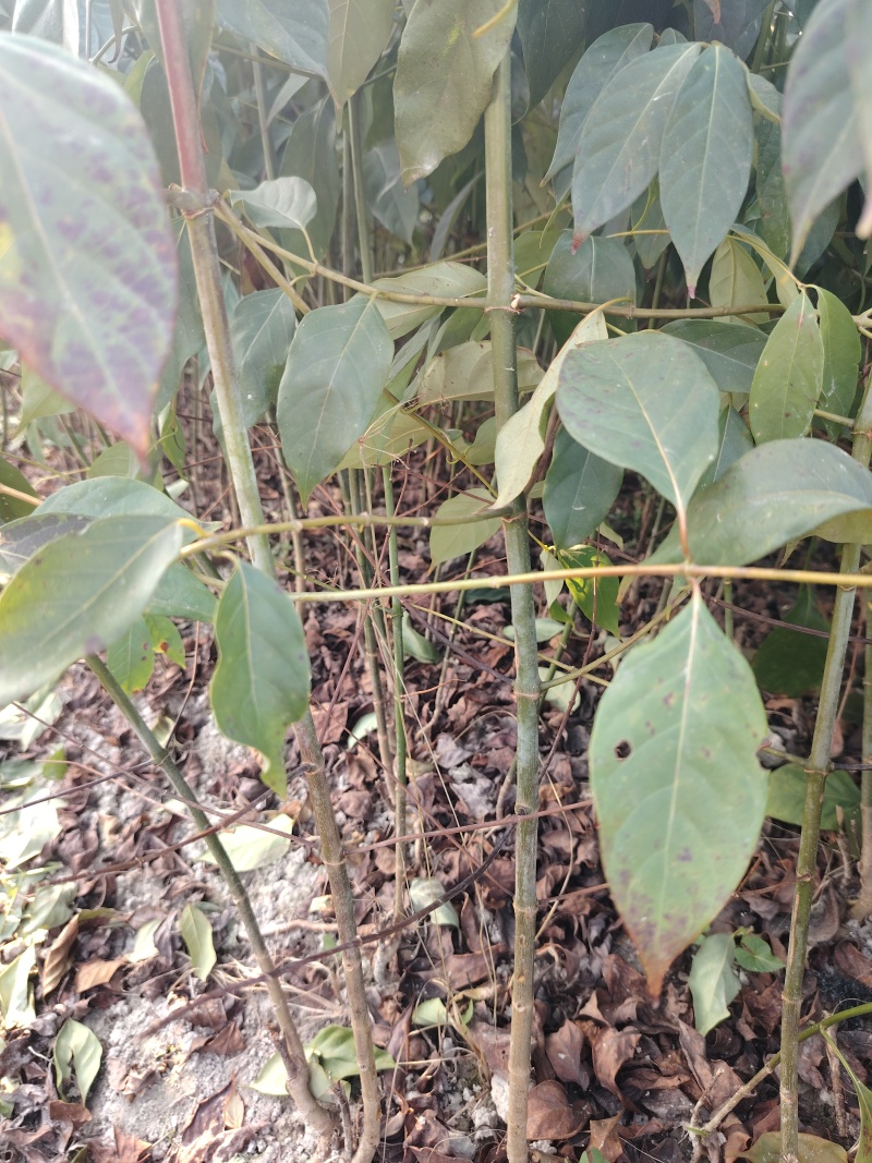 钩藤苗百亩基地苗圃直供高成活率免费技术指导欢迎致电