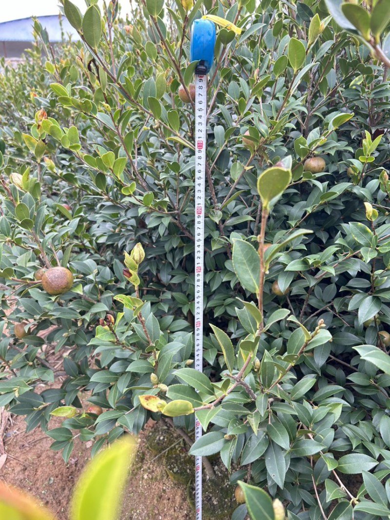 湘林210号中杯高产油茶苗，基地直供可提供三证一签。