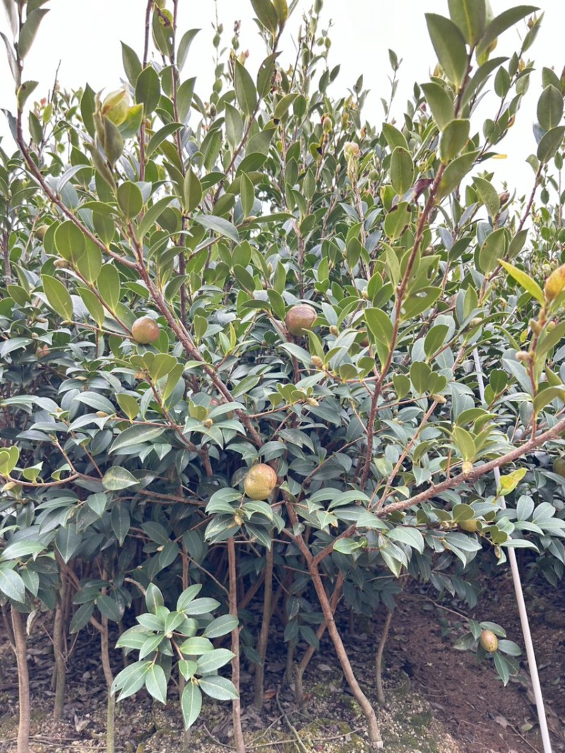 湘林210号中杯高产油茶苗，基地直供可提供三证一签。