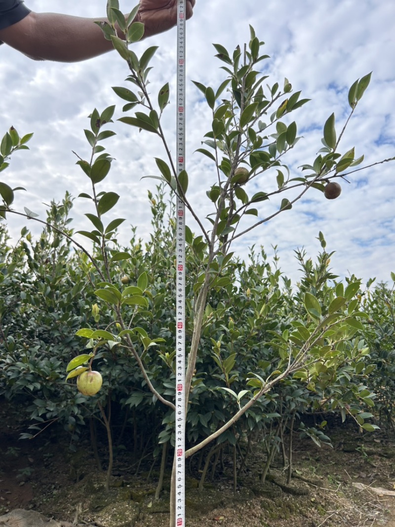 湘林210号中杯高产油茶苗，基地直供可提供三证一签。