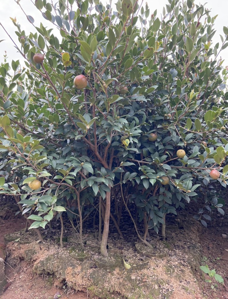 湘林210号中杯高产油茶苗，基地直供可提供三证一签。