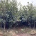 湘林210号中杯高产油茶苗，基地直供可提供三证一签。