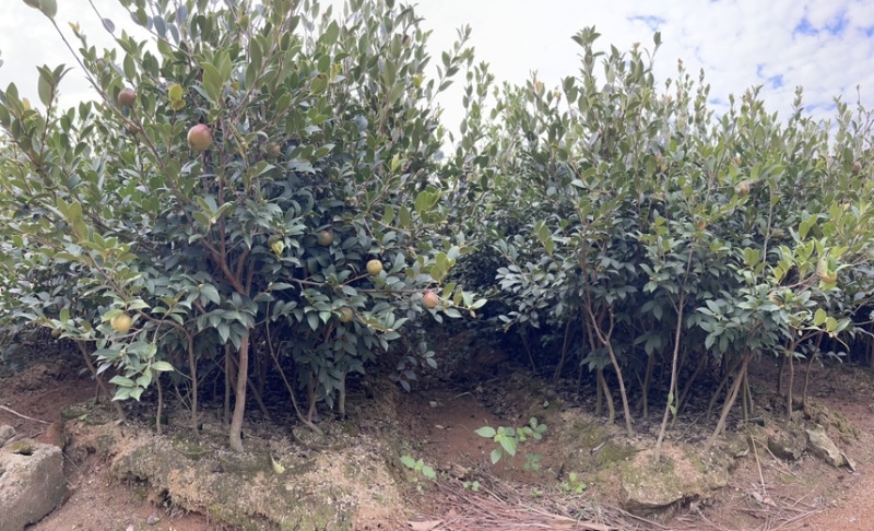湘林210号中杯高产油茶苗，基地直供可提供三证一签。