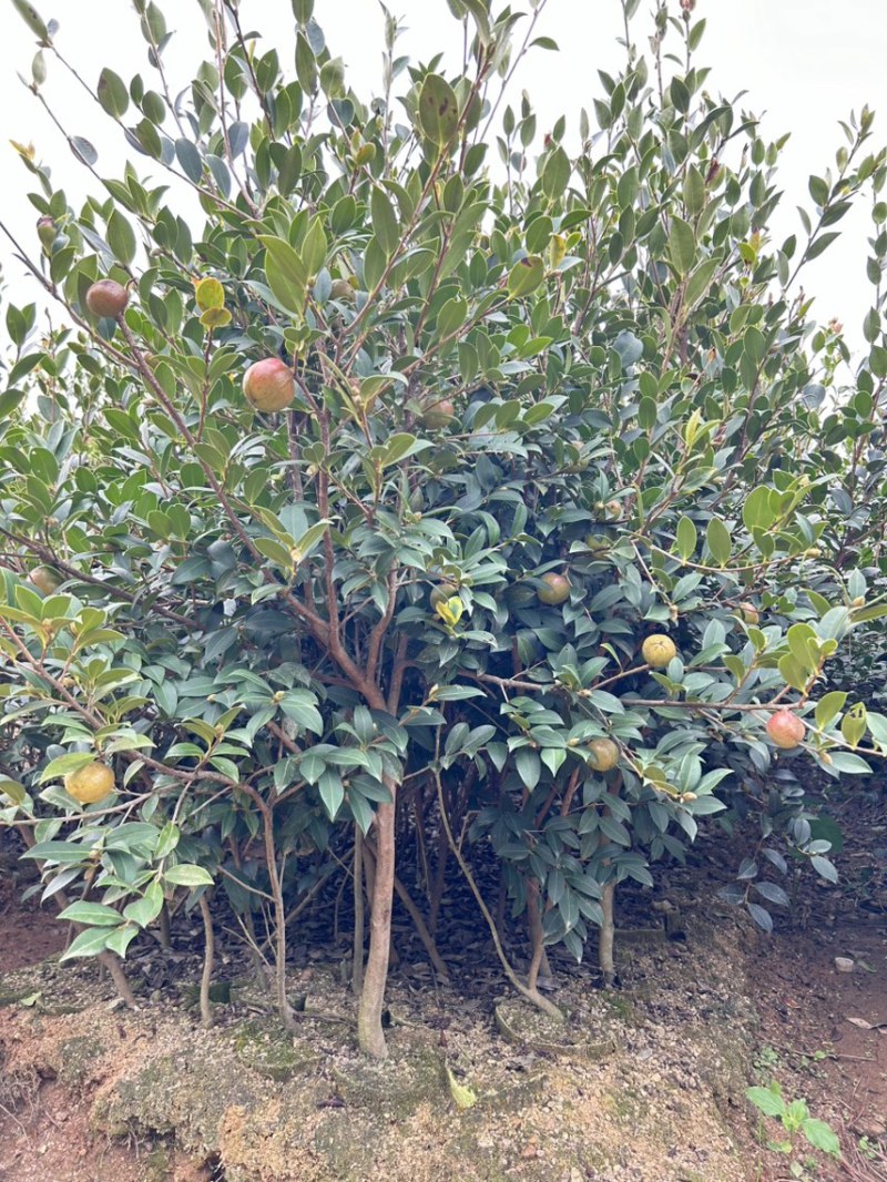 湘林210号中杯高产油茶苗，基地直供可提供三证一签。