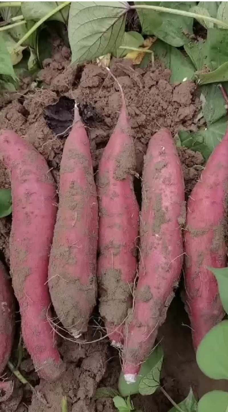 天津烟薯25大量供应，产地内蒙。口感细腻软糯香甜。