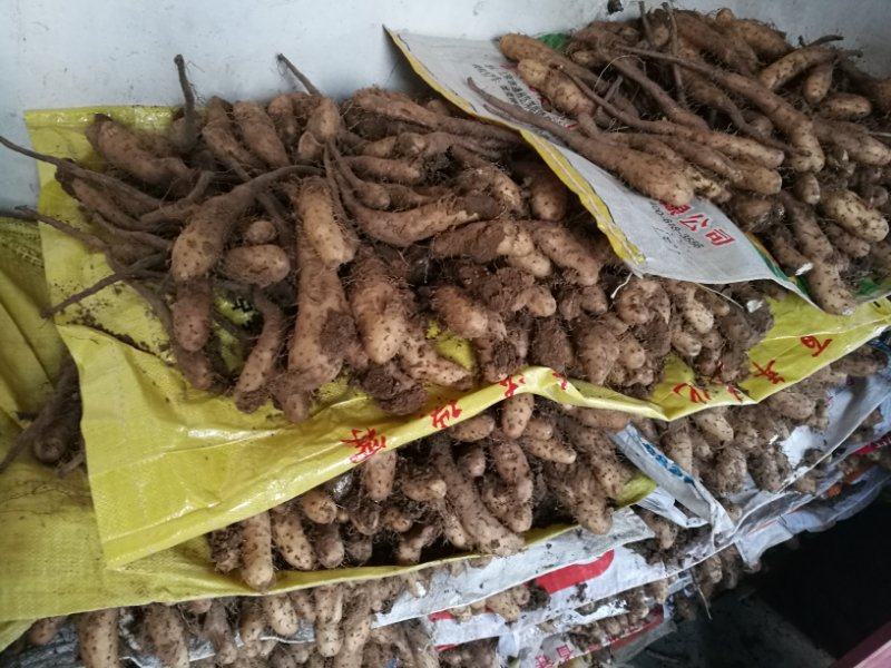 白玉山药苗欢迎广大种植户前来订购