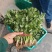 【精品推荐】河南安阳大叶香菜大量上市，保质保量一手货源