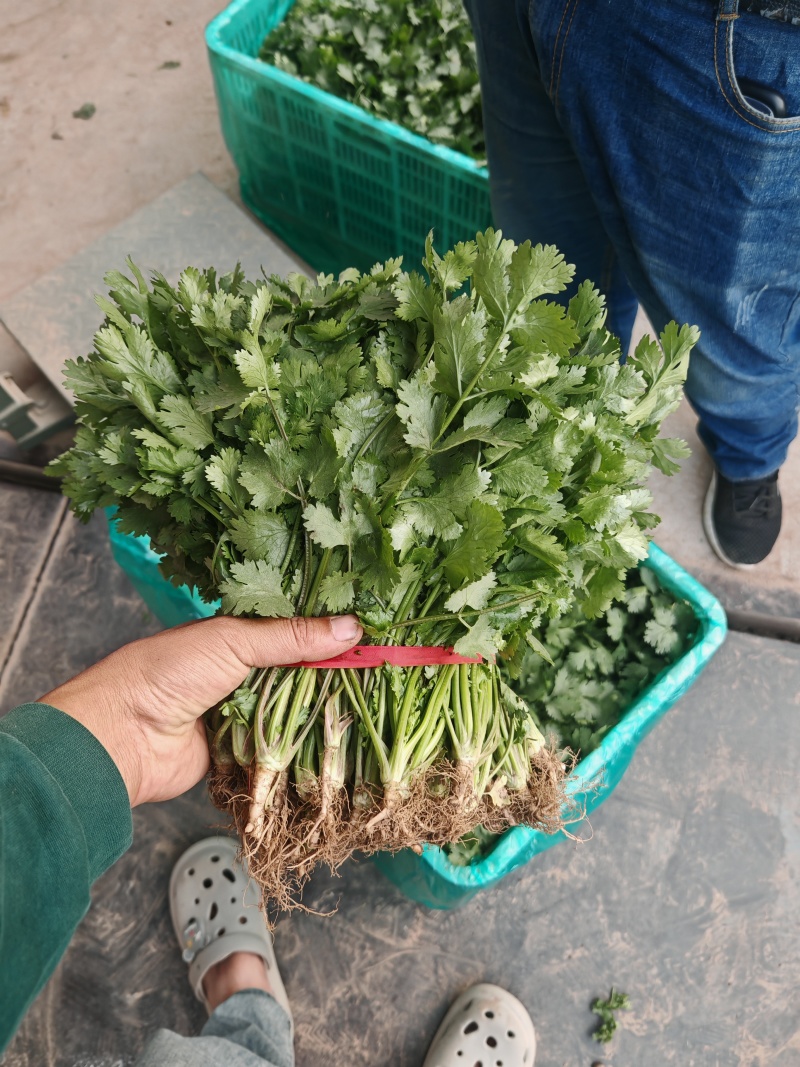 【精品推荐】河南安阳大叶香菜大量上市，保质保量一手货源
