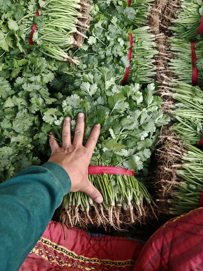 【精品推荐】河南安阳大叶香菜大量上市，保质保量一手货源